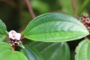 Tristemma mauritianum. Feuille et fleur
