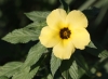 Turnera subulata Sm. Fleur jaune.