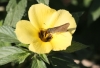 Fleur Turnera subulata Sm.