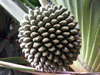 Pimpin fruit du Pandanus Utilis Vacoa