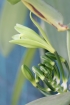 Vanilla planifolia Jacks.