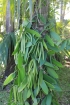 Vanille Vanilla planifolia