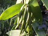 Vanilla planifolia Vanille