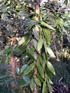 Vanilla planifolia Vanille de Bourbon île de La Réunion
