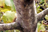 tronc Vavangue ou Tamarin des Indes. Vangueria madagascariensis