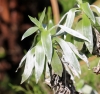 Velours blanc. Helichrysum heliotropifolium.