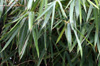Feuilles : Bambou ventre de bouddha. Bambusa ventricosa