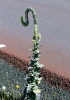 Verbascum thapsus. Bouillon blanc.