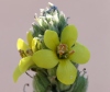 Verbascum thapsus. Fleur.