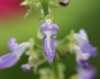 Fleur Plectranthus scutellarioides