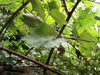 Rubus alceifolius. Vigne marronne ou raisin marron