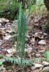 Vittaria isoetifolia Bory.