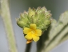 Fleur : Waltheria indica L.