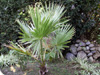 Palmier de Washington ou Palmier de Californie, Washingtonia filifera