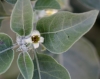 Withania somnifera (L.) Dunal. Fleur.
