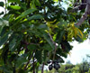 Ylang-ylang fleur Cananga odorata