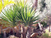 Yucca gigantea Lem.