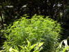 Zamal chanvre indien Cannabis sativa