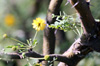 Fleur Acacia farnesiana