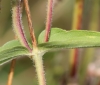 Zinnia peruviana (L.) L.