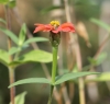 Zinnia peruviana (L.) L.