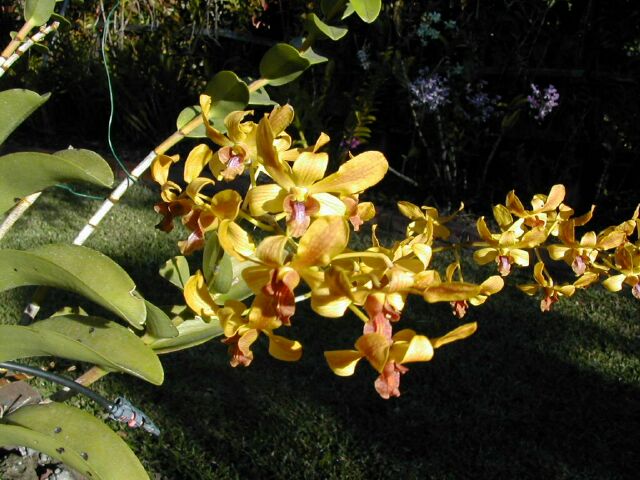 Orchides de La Runion