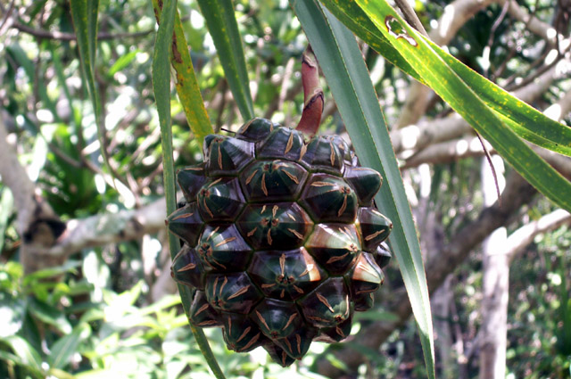 Fruit du Petit vacoa - Pandanus sylvestris Bory. Flore endémique de La Réunion