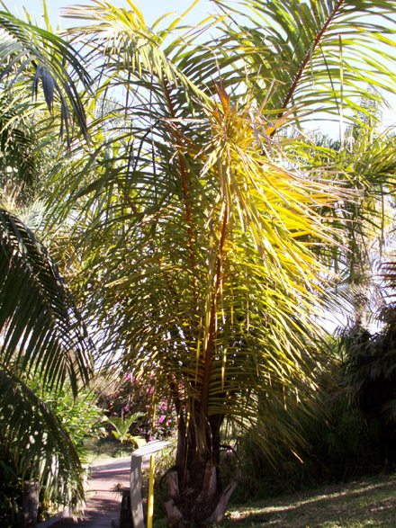 Raphia moufia palmier
