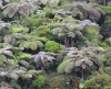 Fougères arborescentes de La Réunion