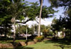 Jardin Hôtel de ville de Saint-Pierre île de La Réunion