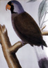 Perroquet mascarin - Mascarinus éteint depuis le milieu du 19 siècle