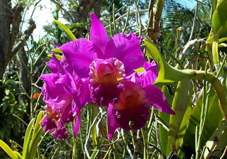 Jardin des Orchidées Saint-Joseph La Réunion