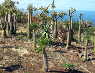 Jardin Naturel à Saint-Leu île de La Réunion
