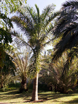 Palmier par exotica île de La Réunion
